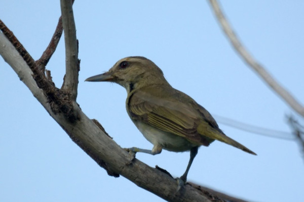 Black-whiskered Vireo
