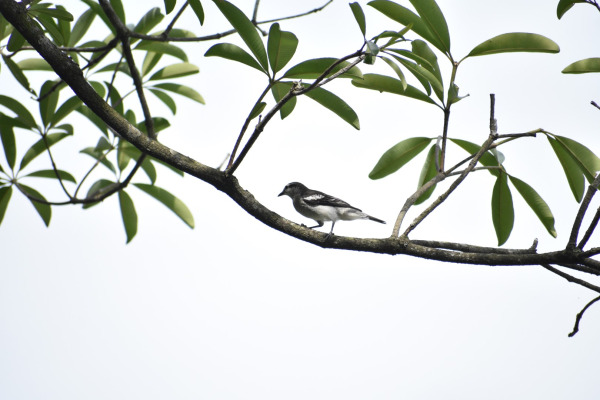 Black-winged Cuckooshrike