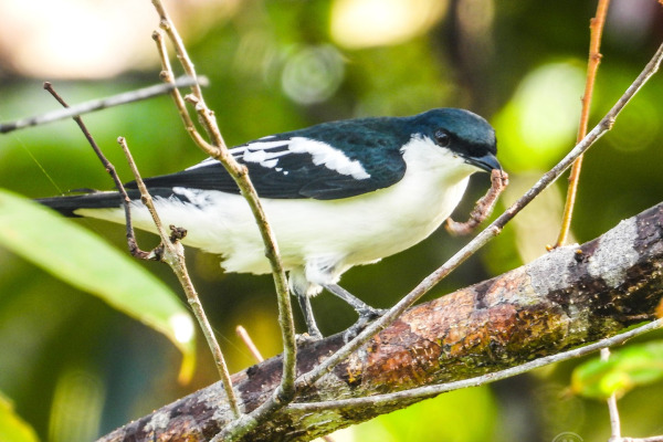 Black-winged Cuckooshrike
