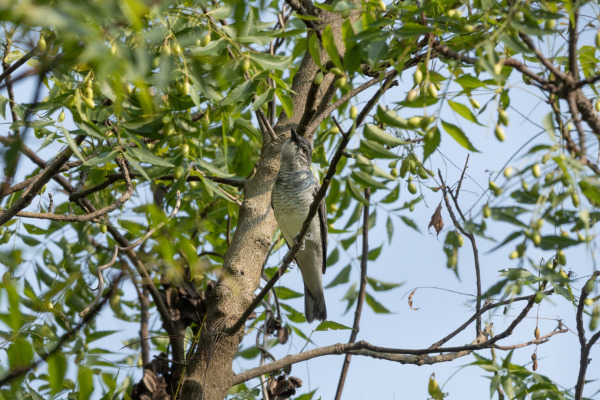 Black-winged Flycatcher-shrike