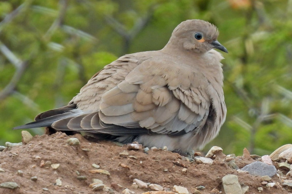 Black-winged Ground Dove