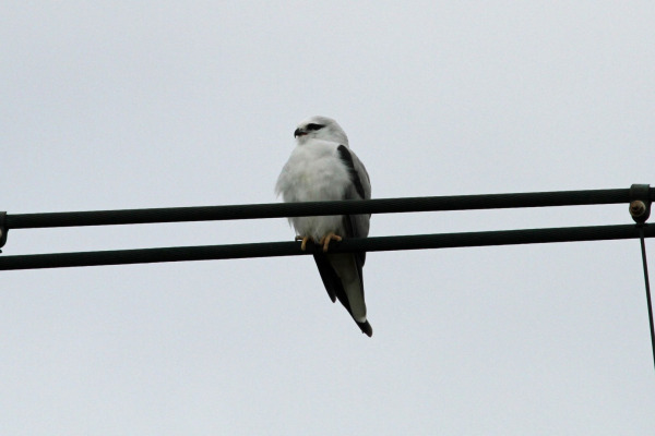 Black-winged Kite