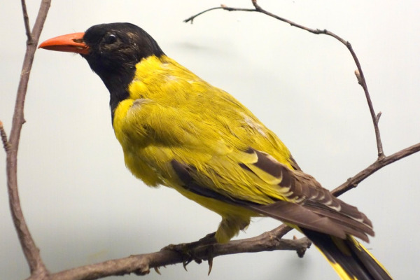 Black-winged Oriole