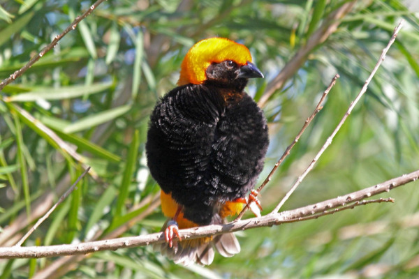 Black-winged Red Bishop