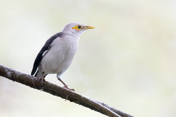 Black-winged Starling