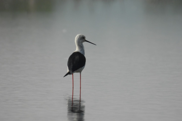 Black-winged Stilt