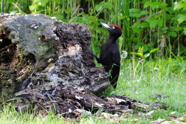 Black Woodpecker