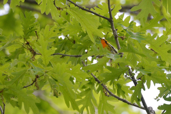 Blackburnian Warbler