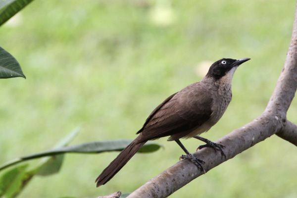 Blackcap Babbler