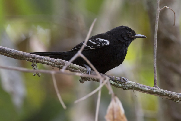 Blackish Antbird
