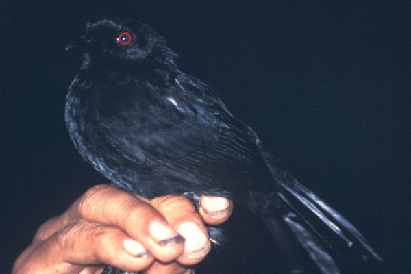 Blackish antbird
