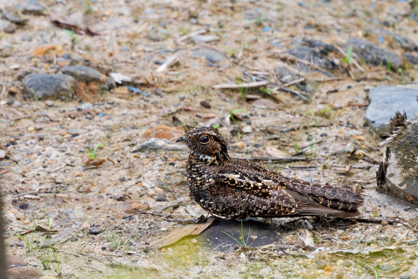 Blackish Nightjar