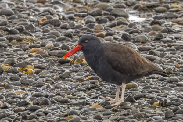 Blackish Oystercatcher