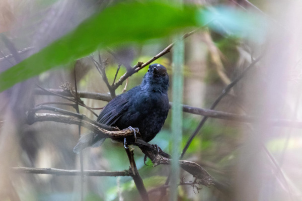 Blackish Tapaculo
