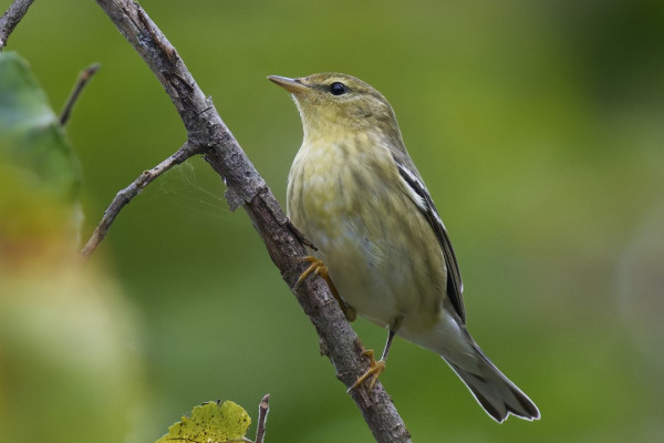 Blackpoll Warbler