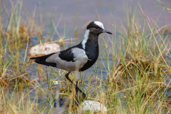Blacksmith Lapwing
