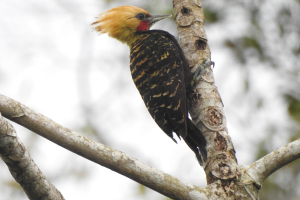 Blond-crested Woodpecker