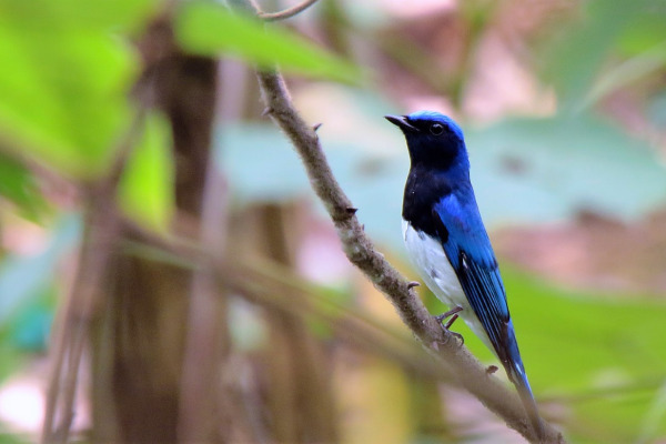 Blue-and-White Flycatcher
