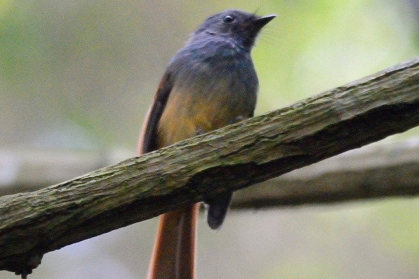Blue-and-white Flycatcher