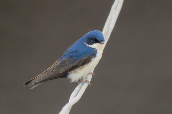 Blue-and-white Swallow