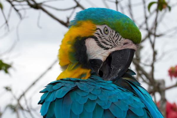 Blue-and-yellow Macaw