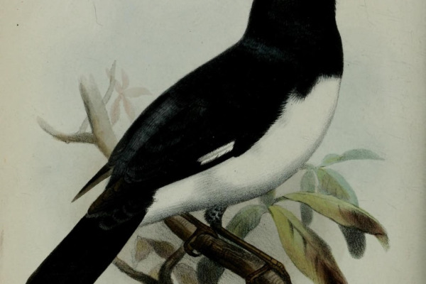 Blue-backed Conebill