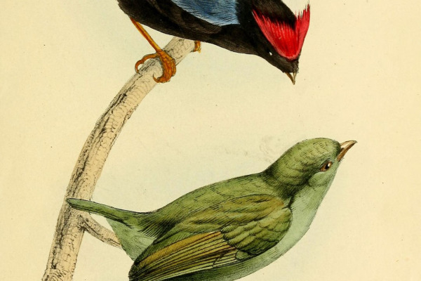 Blue-backed Manakin