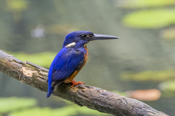 Blue-banded Kingfisher