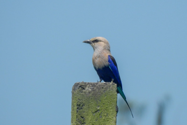 Blue-bellied Roller