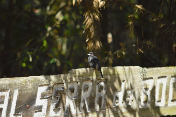 Blue-billed Black-Tyrant