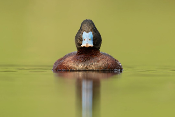 Blue-billed Duck