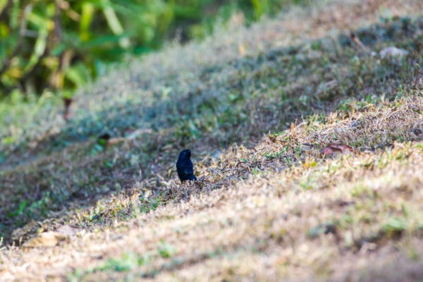 Blue-black Grassquit