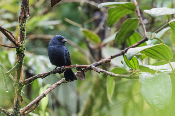 Blue-black Grosbeak