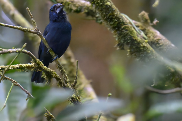 Blue-black Grosbeak