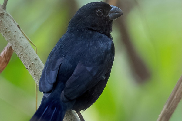 Blue-black Grosbeak
