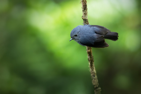 Blue-black Robin