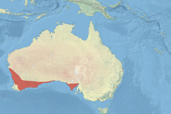 Blue-breasted Fairywren