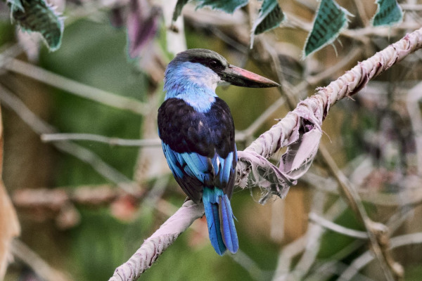 Blue-breasted Kingfisher