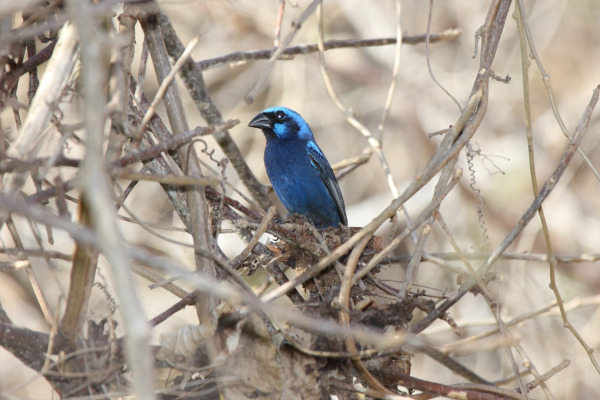 Blue Bunting