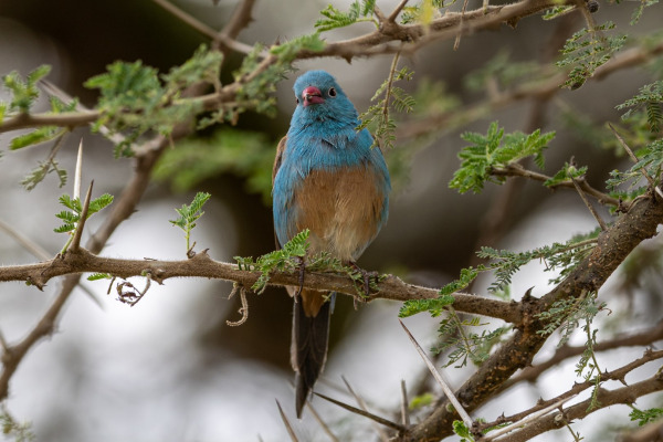 Blue-capped Cordonbleu