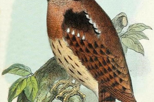 Blue-capped Cordonbleu