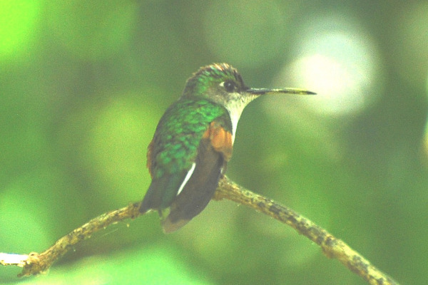 Blue-capped Hummingbird