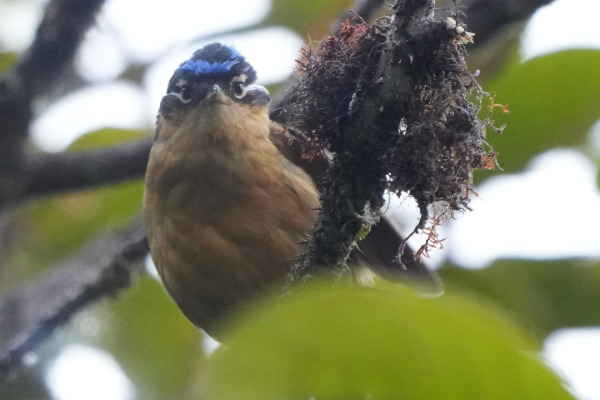 Blue-capped Ifrita