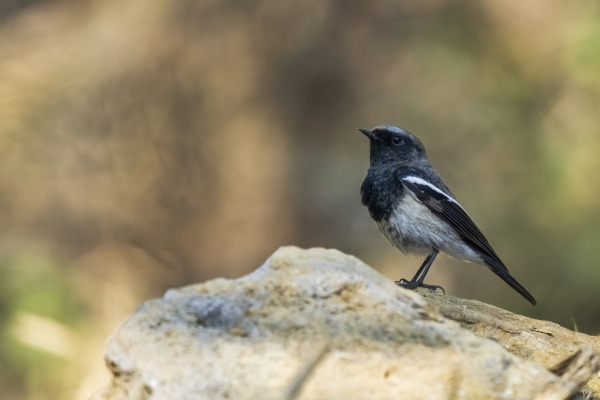 Blue-capped Redstart