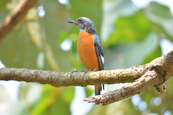 Blue-capped Rock Thrush