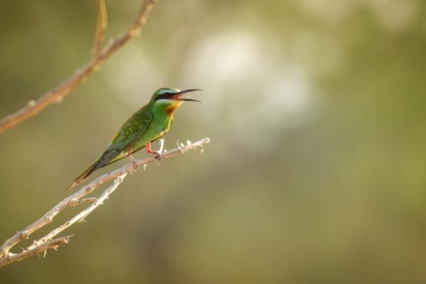 Blue-cheeked Bee-eater