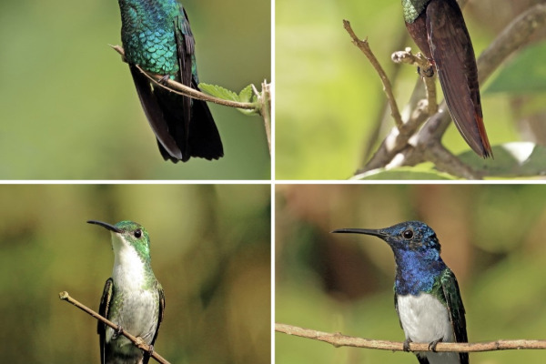 Blue-chinned Sapphire