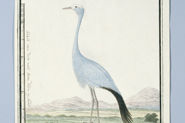 Blue Crane