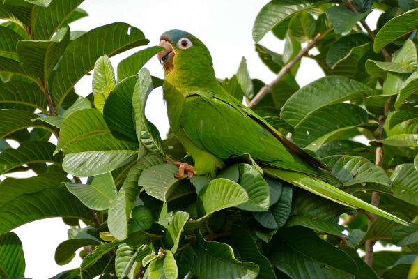Blue-crowned Conure