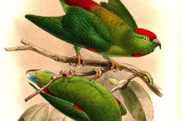Blue-crowned Hanging Parrot